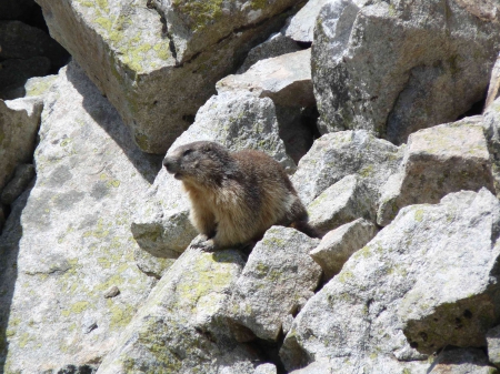 Marmotte