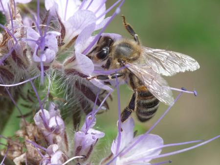 Abeille butinant 2