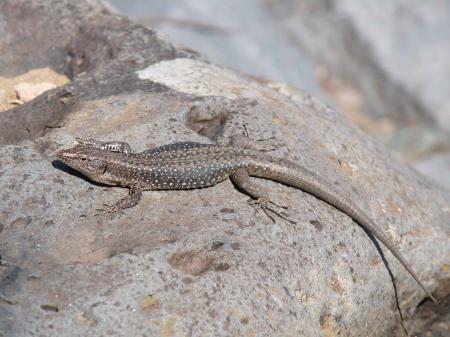 Lézard de Madère