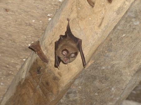 chauve-souris de l'Aveyron