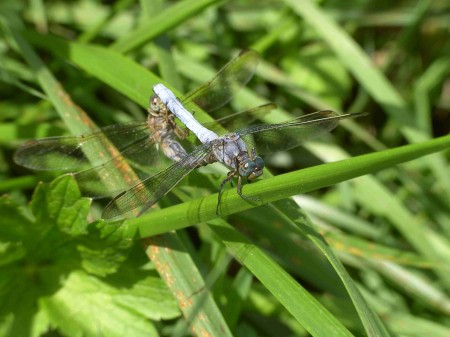 Accouplement d'Orthetrum brunneum