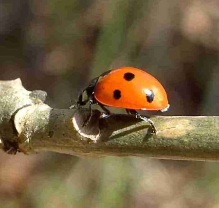 coccinelle