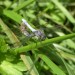 Accouplement d'Orthetrum brunneum