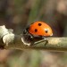 coccinelle