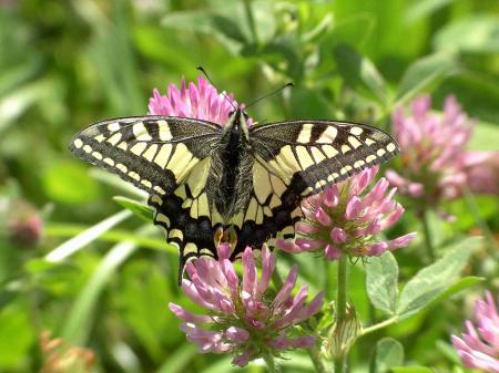 Machaon recto