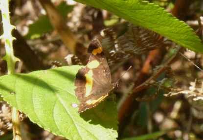 Neptis dumetorum supposé