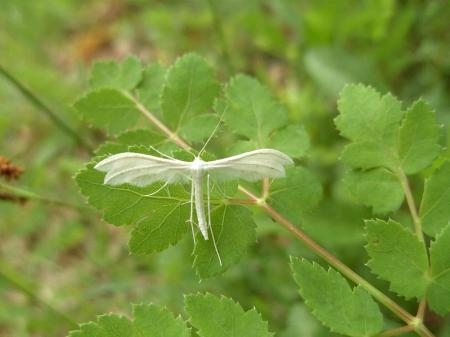 Ptérophore blanc