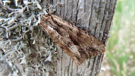 Papillon de nuit