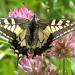 Machaon recto