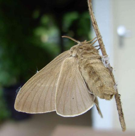 Papillon de nuit indéterminé