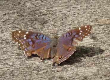 Junonia rhadama