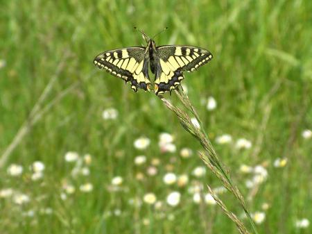 Machaon au soleil : fiche technique