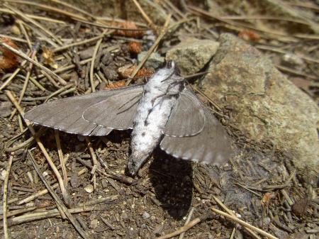 Sphinx du pin (verso)