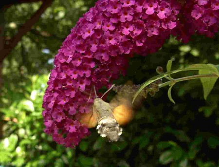 Moro-sphinx butinant un buddleia