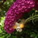 Moro-sphinx butinant un buddleia