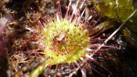 Drosera 7