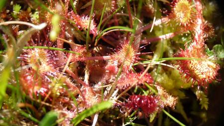 Drosera 5