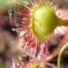 Drosera 8