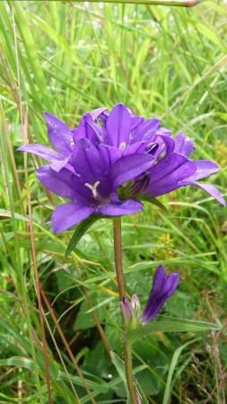 Campanule agglomérée