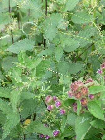 Bardane (fleurs rose violacé)