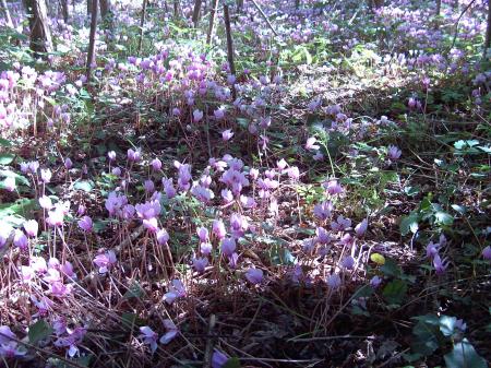 Tapis de cyclamens sauvages