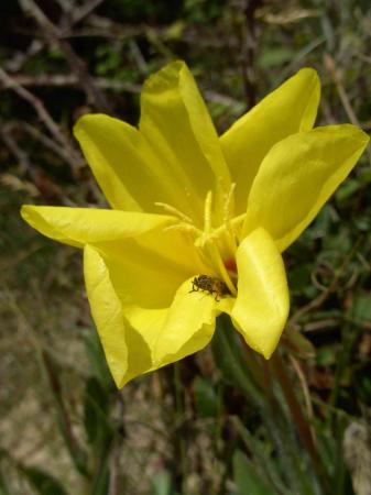 ...la même en fleur