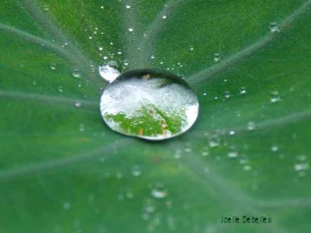 Goutte d'eau au creux d'une feuille