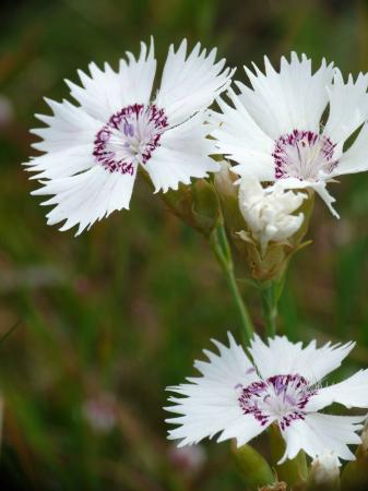 Oeillets blancs