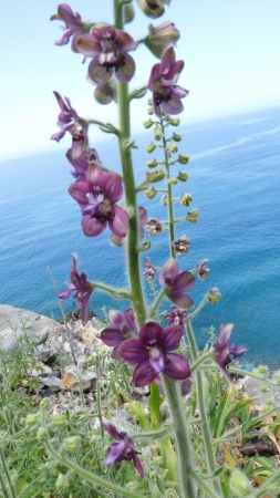 Fleurs de Crète