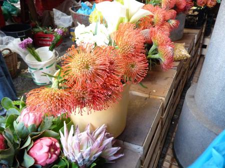 Proteas marché de Funchal Madère