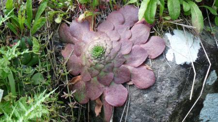 Aeonium Madère mars 2013