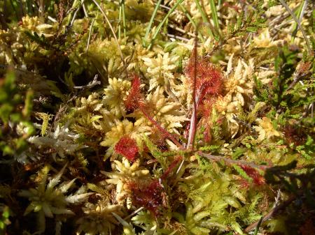 Drosera et sphaignes