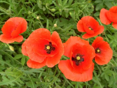 Bouquet de coquelicots