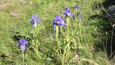 Iris bleus des Pyrénées