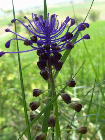 Muscari à toupet