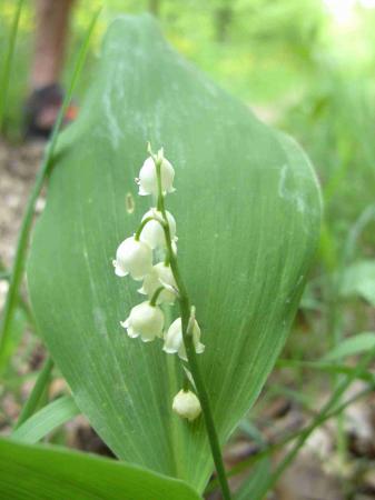 Muguet sauvage