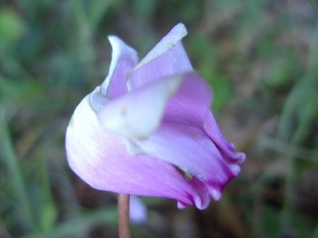 Cyclamen sauvage détail de la fleur