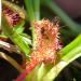 Drosera 3