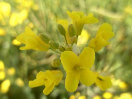 Fleurs de colza