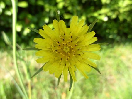 Fleur de salsifis des prés