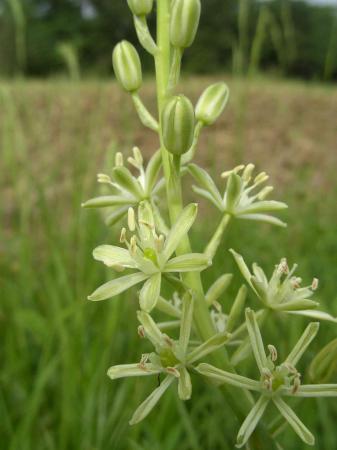 Aspergette ou asperge des bois