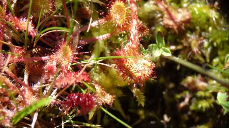 Drosera 4