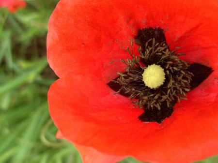 Coeur de coquelicot