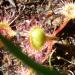 Drosera 9