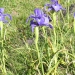 Iris bleus des Pyrénées