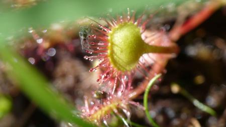 Drosera 8