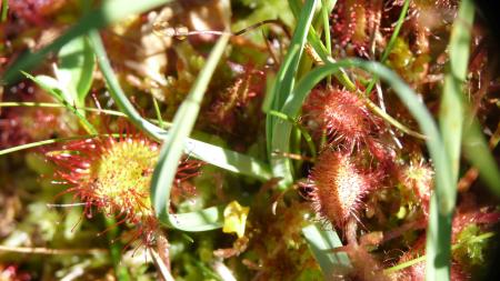 Drosera 10