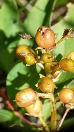 Fruits du trèfle d'eau