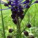 Muscari à toupet