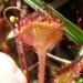 Drosera 2